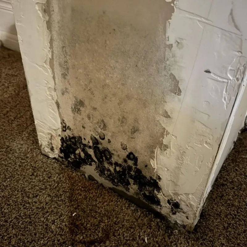 Professional Mold Removal in Woodacre, CA